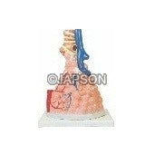Pulmonary Alveoli Model, Magnified Pulmonary Alveoli Model, Magnified